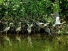 heron-taking-to-flight-river-avon