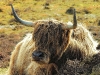 highland-cow-ardroil-lewis