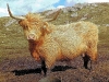 the-belle-of-breanish