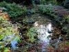 larmer-tree-pond-with-peacock