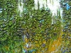 misc-birch-scape