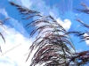 misc-common-reed_0