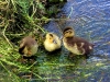 misc-ducklings-on-stour