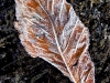 misc-frosted-chestnut-leaf