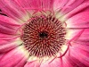 misc-gerbera-pink