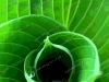 misc-green-hosta