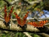 misc-inverted-commas