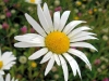 misc-oxeye-daisies