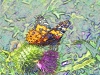 misc-painted-lady-on-thistle