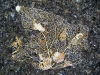 misc-skeletal-leaf-6682