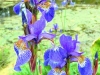misc-springhead-irises