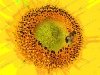 misc-sunflower-and-drone-fly