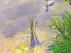 misc-swan-on-the-stour