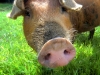 misc-the-plum-pudding-pig