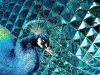 peacock-blue