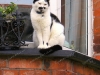 ni-belfast-bertie