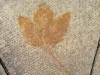 ni-fleeting-impression-of-autumn-belfast-pavement