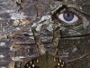 totem-eye-intree