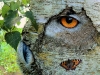 totem-knight-owl